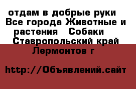 отдам в добрые руки - Все города Животные и растения » Собаки   . Ставропольский край,Лермонтов г.